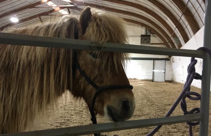 Horsin Around_feature