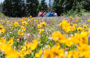picnic-flower-meadow-1143739_1920