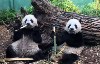 Panda 1