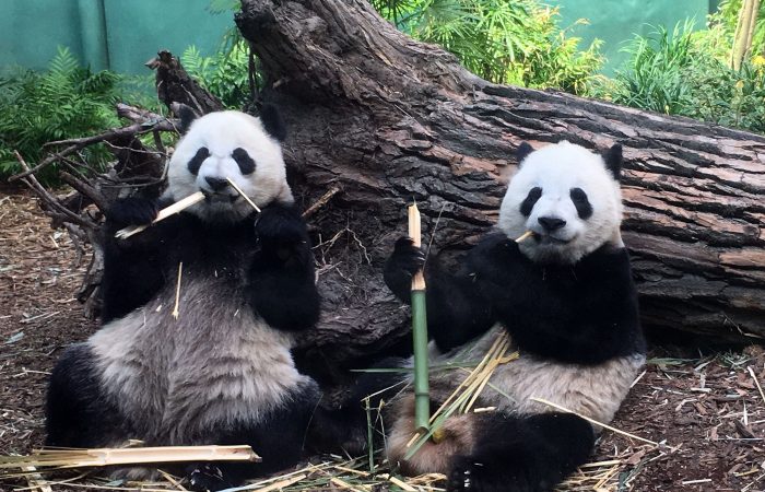 Panda 1
