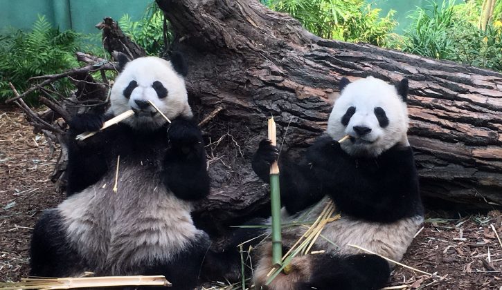 Panda 1
