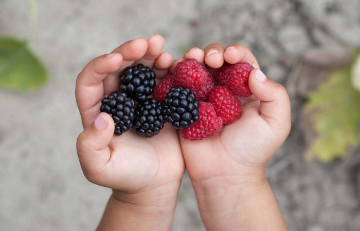 Berry picking GTA