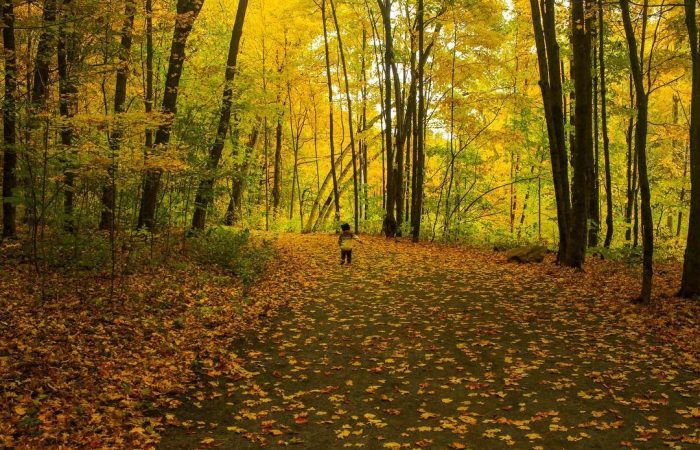 Fall Rhapsody