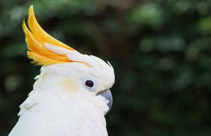 Bloedel Conservatory