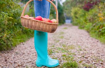 recipegeek-food_talk-ontario_apples_101