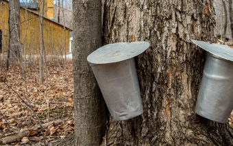 Maple_Syrup_Festivals_in_the_GTA