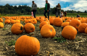 Pumpkin Patches in Calgary - SavvyMom