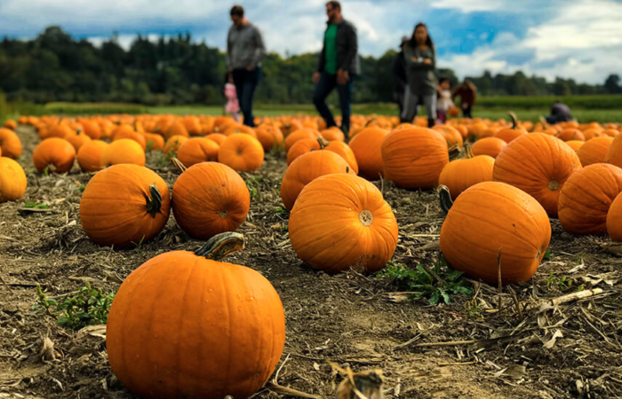 Pumpkin Patches in Calgary - SavvyMom