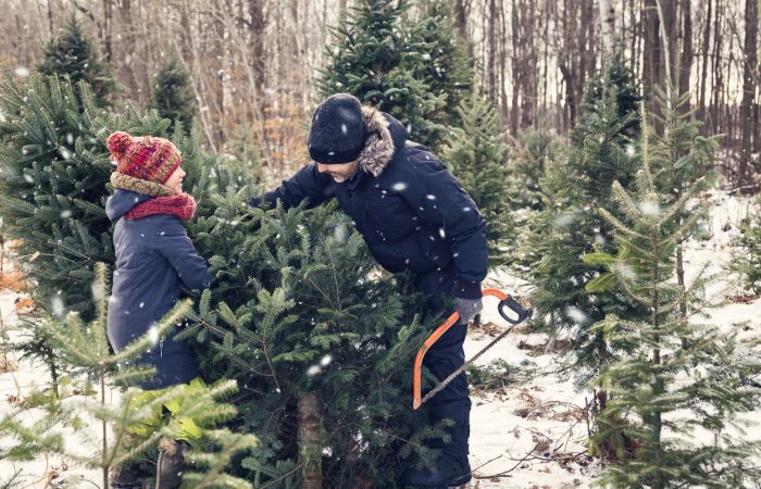 Real Christmas Trees in Toronto - SavvyMom