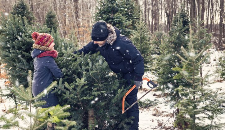 Real Christmas Trees in Toronto - SavvyMom