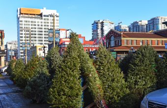 Ottawa Christmas Tree Lots and Farms - SavvyMom