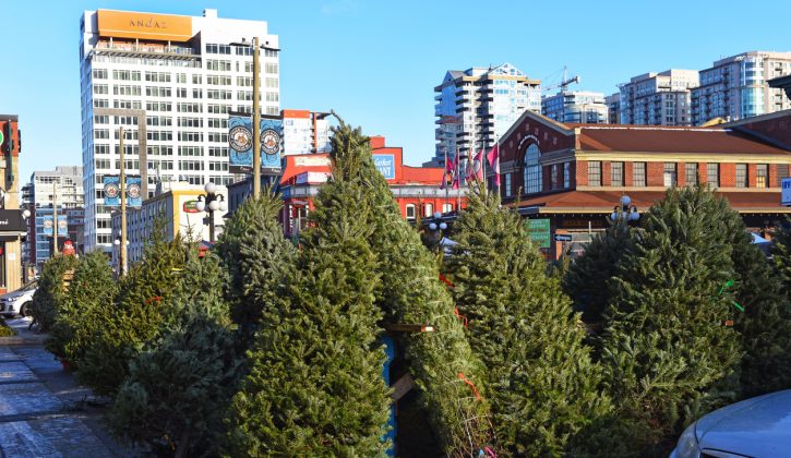 Ottawa Christmas Tree Lots and Farms - SavvyMom