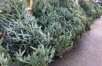 Where to Find a Real Christmas Tree in Calgary - SavvyMom