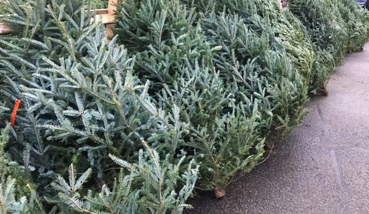 Where to Find a Real Christmas Tree in Calgary - SavvyMom