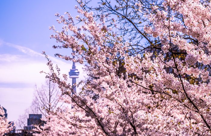Things to Do in April in Toronto with Kids - SavvyMom