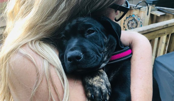 Black Dog Symbolism of Depression - SavvyMom