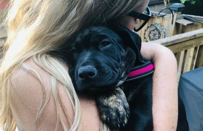 Black Dog Symbolism of Depression - SavvyMom