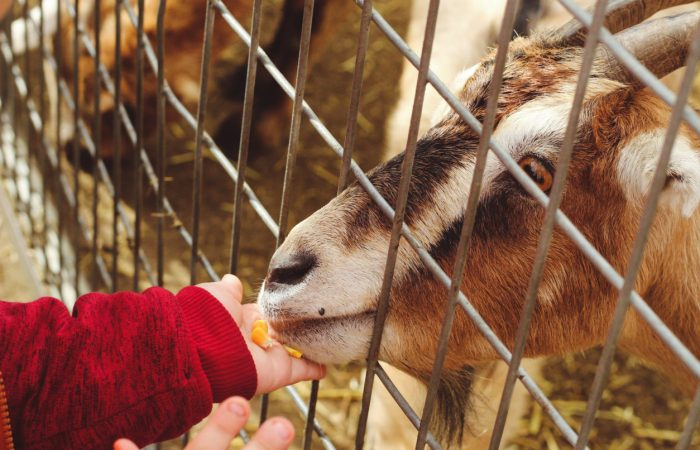 Fun Farms and Petting Zoos in Calgary - SavvyMom
