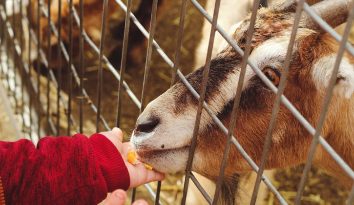 Fun Farms and Petting Zoos in Calgary - SavvyMom