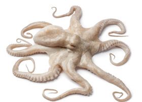 Octopus Mom