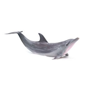 Dolphin Mom