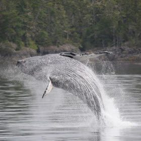 Wildlife Adventures on Northern Vancouver Island