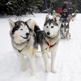 Dogsledding