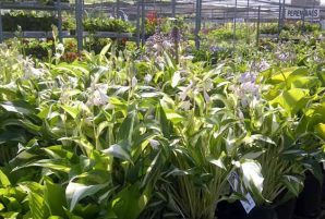 12 Nurseries and Garden Centres in Ottawa