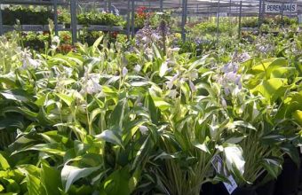 12 Nurseries and Garden Centres in Ottawa