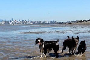 5 Pet Services in Vancouver