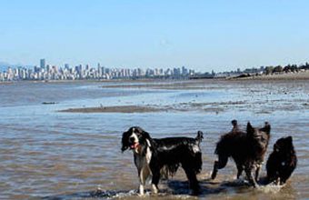 5 Pet Services in Vancouver