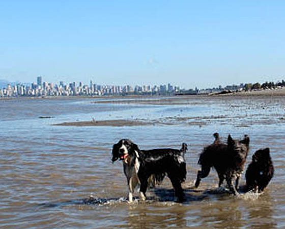 5 Pet Services in Vancouver