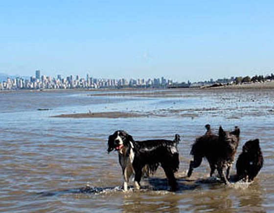 5 Pet Services in Vancouver