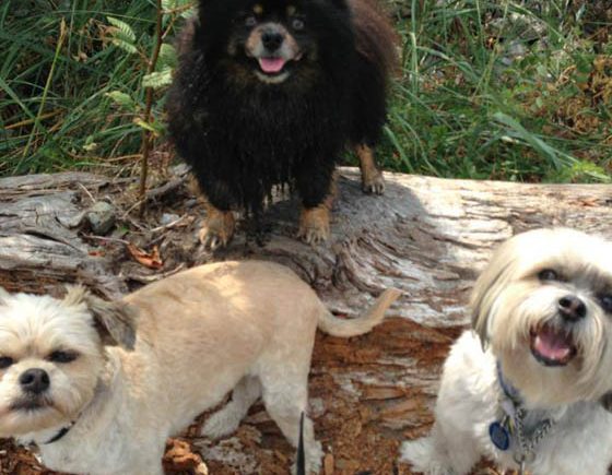 Sweet Pea & Me Dog Adventures and Care