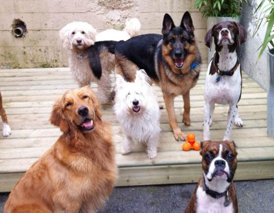 The Woof Dog Lounge and Spa