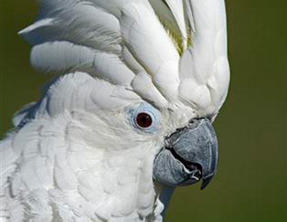 Parrot Partner