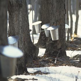 Maple Bushes