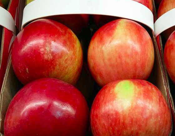 Algoma Orchards