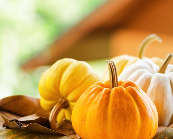 Best of the Bloggers' Thanksgiving Recipes