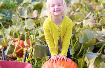 Perfect Pumpkin Patches in Toronto