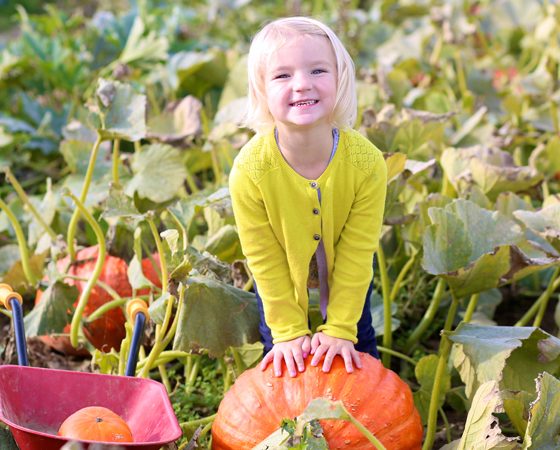 Perfect Pumpkin Patches in Toronto