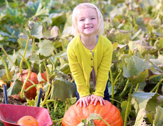 Perfect Pumpkin Patches in Toronto