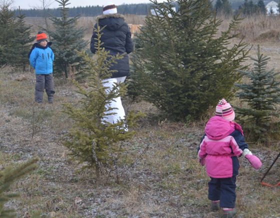 Elliott Tree Farm