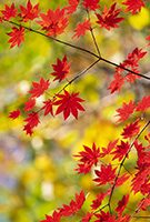 TO_November09beautiful_fall_leaves