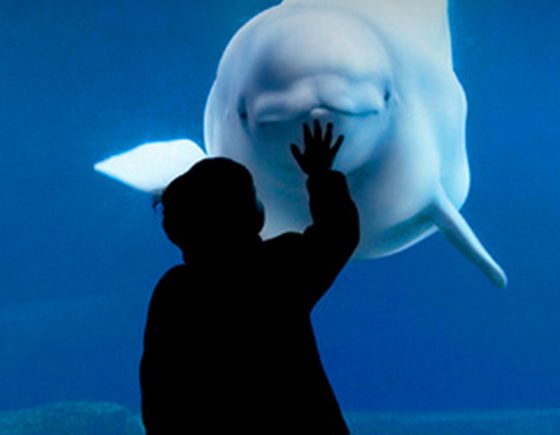 The Vancouver Aquarium's Family Sleepover