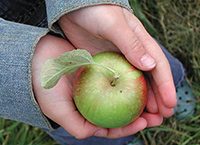 Handing_holding_an_apple