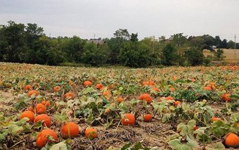 toronto_pumpkin_patches_image_of_content
