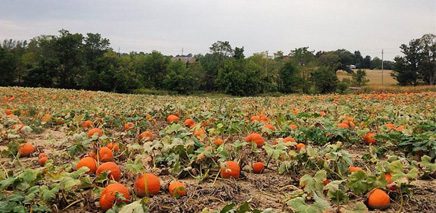 toronto_pumpkin_patches_image_of_content