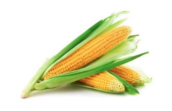 corn_expertblog