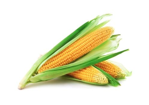 corn_expertblog